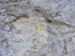 Crégols