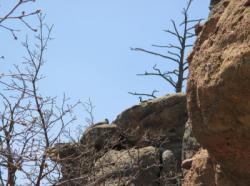 Castelwood Canyon State Park