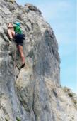 Dent de broc