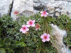 Dolomiti (Moiazza)