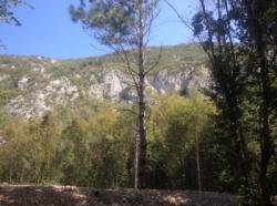 Vipava