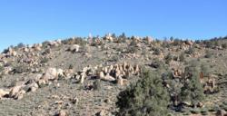 The Druid Stones