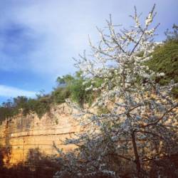 Limas