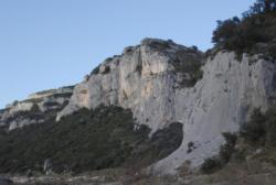 Collias
