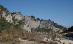 Collias